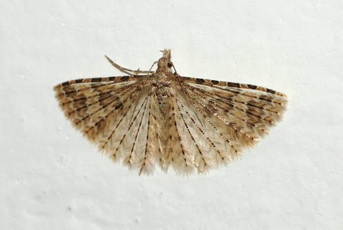 Alucita sp